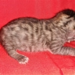 Savannah, F-4SBT, BST, Male, DOB 3-25-20