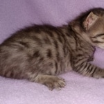 Savannah, F-4SBT, BST, Male, DOB 3-25-20