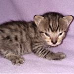 Savannah, F-4SBT, BST, Male, DOB 3-25-20