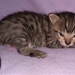 Savannah, F-4SBT, BST, Male, DOB 3-25-20