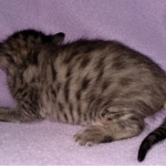 Savannah, F-4SBT, BST, Male, DOB 3-25-20