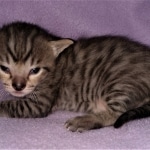 Savannah, F-4SBT, BST, Male, DOB 3-25-20