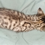 Savannah, F-4SBT, BST, Male, DOB 3-25-20