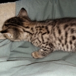 Savannah, F-4SBT, BST, Male, DOB 3-25-20