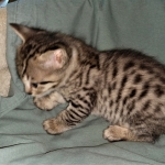 Savannah, F-4SBT, BST, Male, DOB 3-25-20