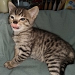 Savannah, F-4SBT, BST, Male, DOB 3-25-20