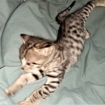 Savannah, F-4SBT, BST, Male, DOB 3-25-20