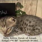 Savannah Kitten Bristol-6.26.2026a