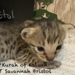 Savannah Kitten Bristol-6.26.2026b