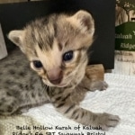 Savannah Kitten Bristol-6.26.2026c