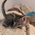 Savannah-F-4-SBT-Male-Kitten-a