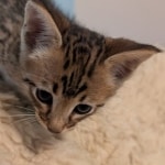 Savannah-F-4-SBT-Male-Kitten