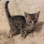 Savannah-F-4SBT-male-BST-kitten-a