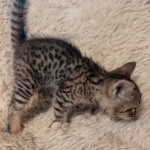 Savannah-F-4SBT-male-BST-kitten-c