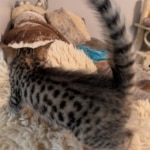 Savannah-F-4SBT-male-BST-kitten-d