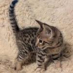 Savannah-F-4SBT-male-BST-kitten