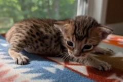 Osiris Savannah F-4SBT Brown Spotted male kitten #1 DOB 6-5-26