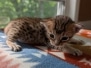 Savannah F-4SBT Brown Spotted male kitten #1 DOB 6-5-26