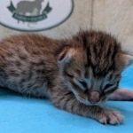 F-4SBT-BST-Male-kitten-b