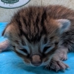 F-4SBT-BST-Male-kitten-c