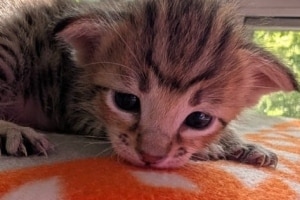 Savannah F-4SBT Brown Spotted male kitten #2 DOB 6-5-26