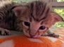 Savannah F-4SBT Brown Spotted male kitten #2 DOB 6-5-26