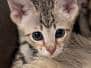 Savannah F-4SBT Brown Spotted male kitten #2 DOB 6-5-26