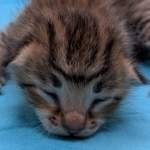 F-4SBT-BST-Male-kitten-a