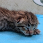 F-4SBT-BST-Male-kitten-c