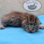 F-4SBt-BST-Male-kitten