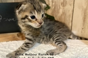 Savannah F-4SBT Brown Spotted Male Rowan DOB 6-9-26