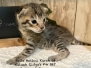 Savannah F-4SBT Brown Spotted Male Rowan DOB 6-9-26