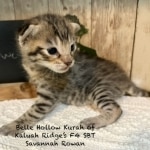 Savannah Kitten Rowan-6.26.2026b
