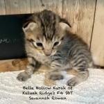 Savannah Kitten Rowan-6.26.2026c