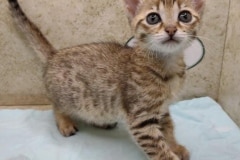 Ruby Savannah F-4SBT BST female #2 DOB 4-7-24