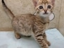 Ruby Savannah F-4SBT BST female #2 DOB 4-7-24