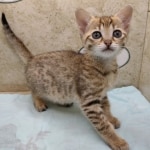 Savannah F-4SBT female DOB 4-7-24