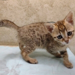 Savannah F-4SBT female DOB 4-7-24