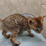 Savannah F-4SBT female DOB 4-7-24