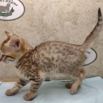 Savannah F-4SBT female DOB 4-7-24