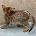 Savannah F-4SBT female DOB 4-7-24