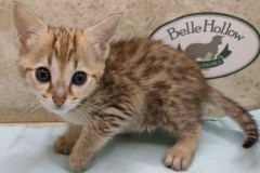 Savannah F-4SBT BST female #1 DOB 4-7-24