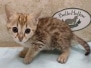 Savannah F-4SBT BST female #1 DOB 4-7-24