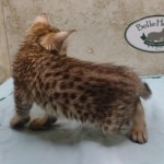 Savannah F-4SBT female DOB 4-7-24