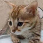Savannah F-4SBT female DOB 4-7-24