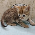 Savannah F-4SBT female DOB 4-7-24