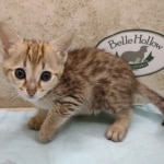 Savannah F-4SBT female DOB 4-7-24