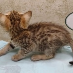 Savannah F-4SBT female DOB 4-7-24