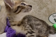 Savannah F-4SBT BST Female #1 DOB 8-3-22