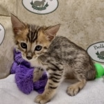 Savannah F-4SBT Female DOB 8-3-22